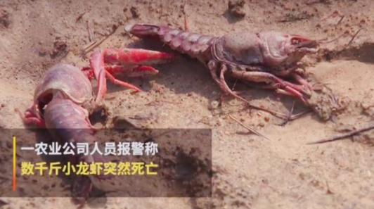 如何通過互聯網加強品牌管理-熊孩子(zǐ)毒死小龍蝦事件之(zhī)我見